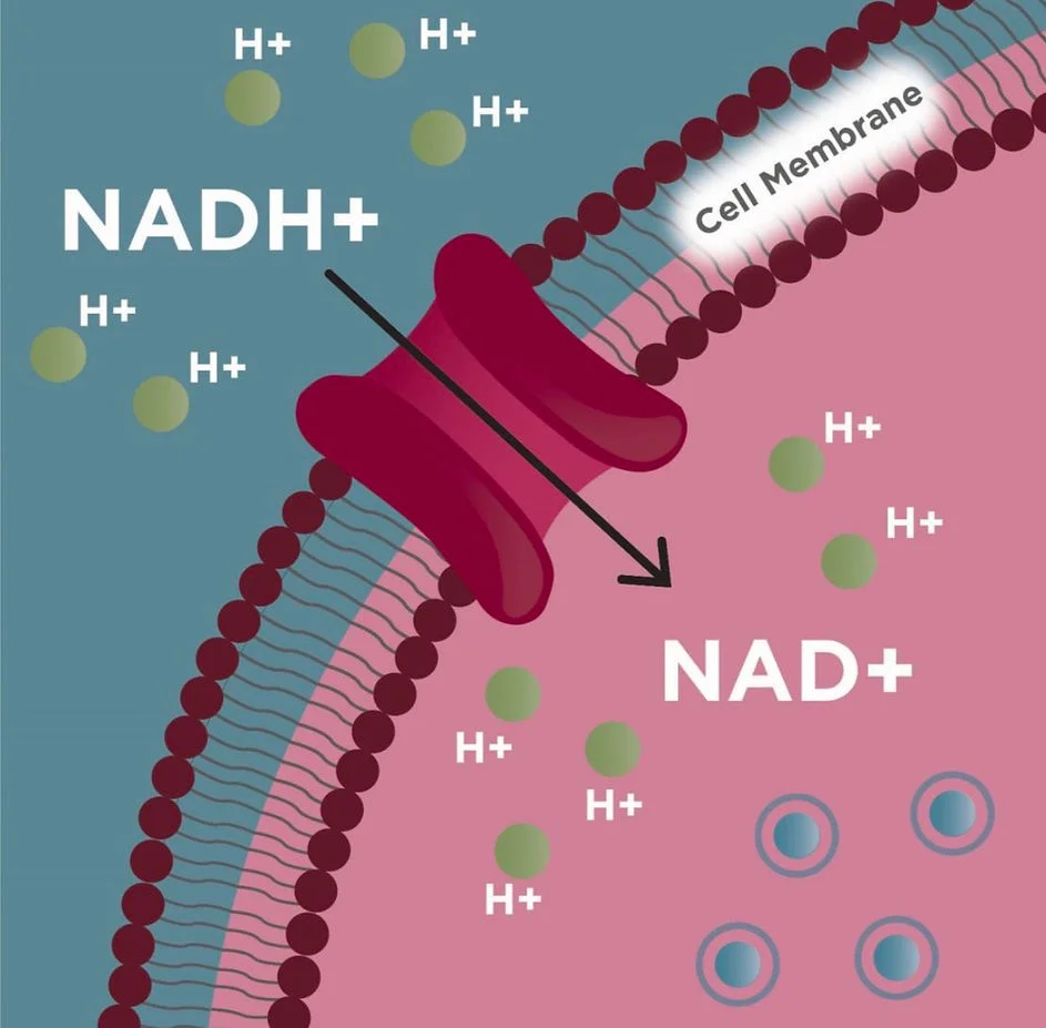 NAD+ therapy benefits at LINNA Clinic