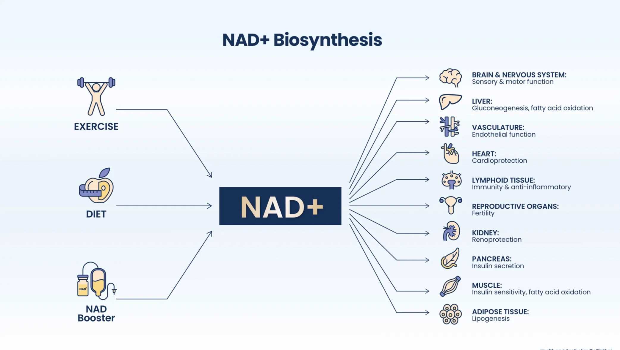NAD+ therapy at LINNA Clinic