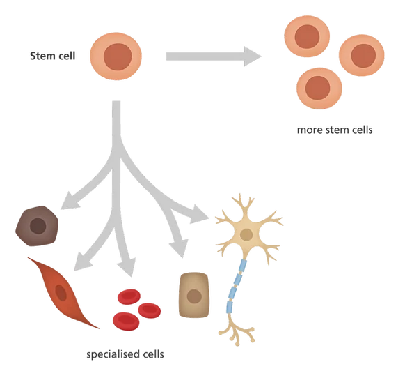 8 Things to Know Before Getting Stem Cell Injections for Radiant Skin and DNA-Level Rejuvenation
